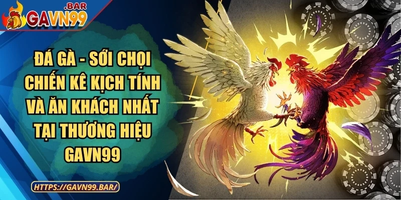 Đá gà – Sới chọi chiến kê kịch tính và ăn khách nhất tại thương hiệu GAVN99